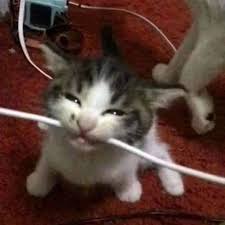 Иконка Animated Cat Biting Wire Totem Reskin