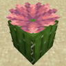 Иконка Better Cactus Flower