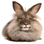 Иконка Cheremsha RP