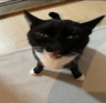 Иконка freaky cat totem