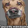 Иконка Grizt Kakashki (Грызть какашки) Totem of Undying