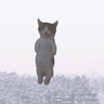 Иконка miau cat totem