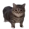 Иконка cat OIIAOIIA totem (Cot)