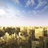 Иконка Panorama of a wheat field by Beluimem