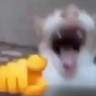 Иконка Totem of Laughing Cat Meme 🫵😸