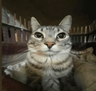 Иконка Yeallux_'s cat Totem